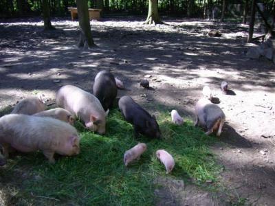 schweinereien_im_wildpark_edersee_jpg_jpg.jpg